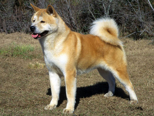 Akita dog