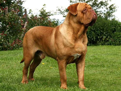 Dogue de Bordeaux dog