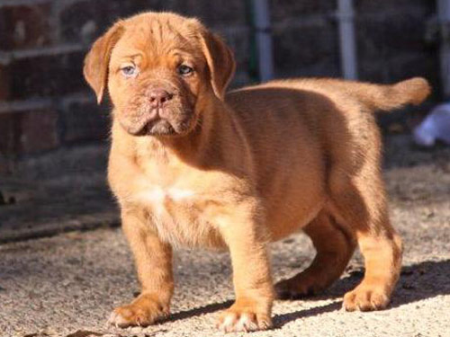 Dogue de Bordeaux dog pictures