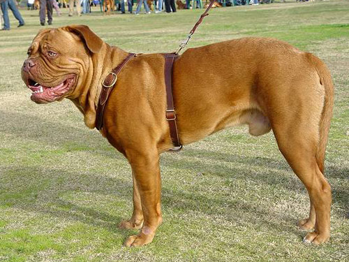 Dogue de Bordeaux dog pictures