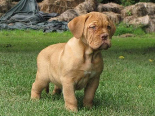 Dogue de Bordeaux dog pictures