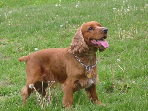 English Cocker Spaniel  dog pictures