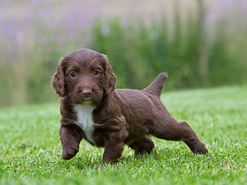 English Cocker Spaniel  dog pictures