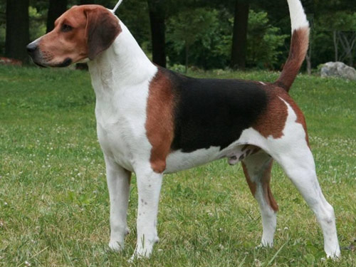 English Foxhound dog pictures
