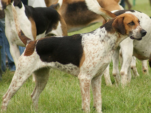 English Foxhound dog pictures