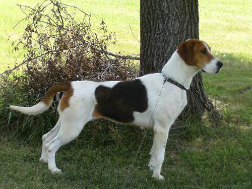 English Foxhound dog pictures