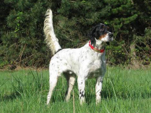 English Setter dog pictures