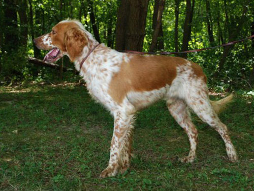 English Setter dog pictures