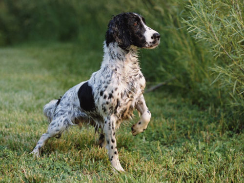 English Springer Spaniel dog