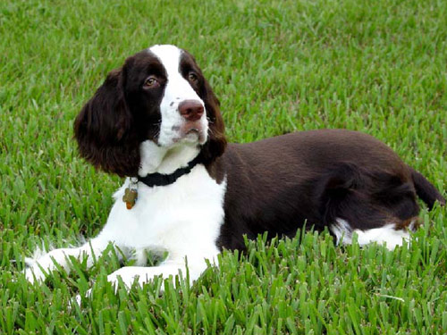 English Springer Spaniel dog pictures