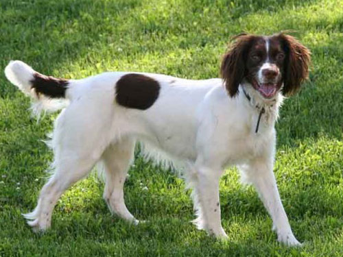 English Springer Spaniel dog pictures