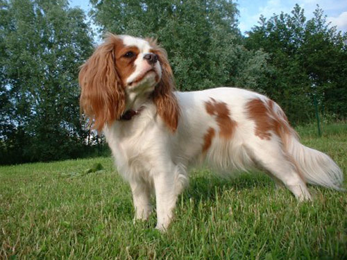 English Toy Spaniel dog pictures