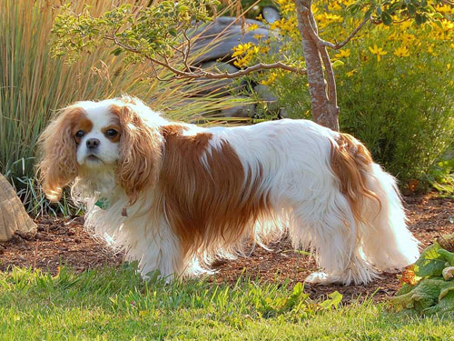 English Toy Spaniel dog pictures