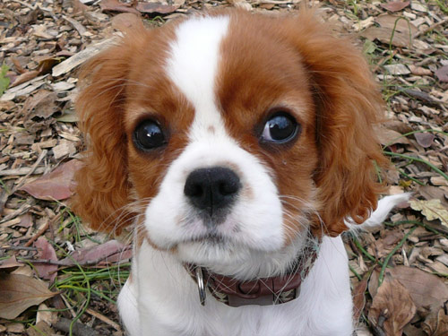English Toy Spaniel dog pictures