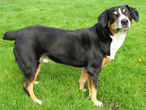 Entlebucher Mountain  dog pictures