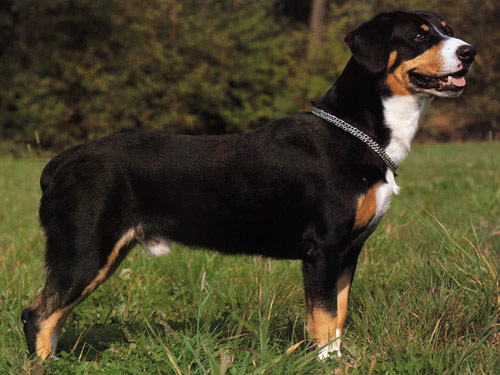 Entlebucher Mountain  dog pictures