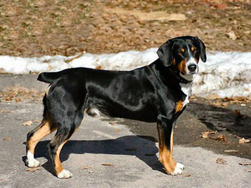 Entlebucher Mountain  dog pictures