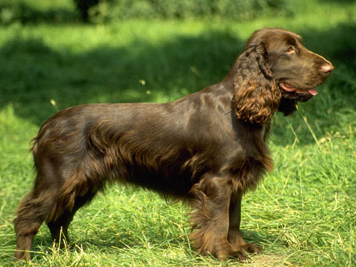 Field Spaniel  dog
