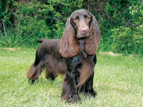 Field Spaniel  dog
