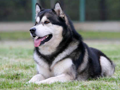 Alaskan Malamute dog