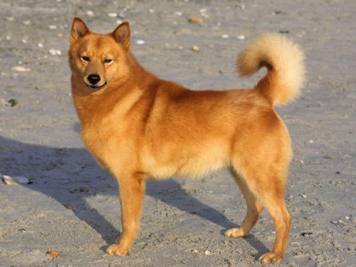 Finnish Spitz dog
