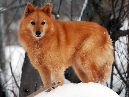 Finnish Spitz dog pictures