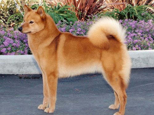Finnish Spitz dog pictures