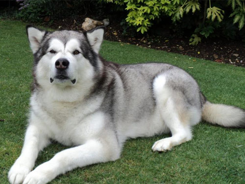 Alaskan Malamute dog