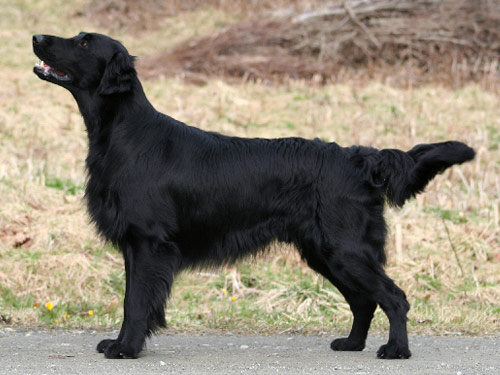Flat-Coated Retriever dog