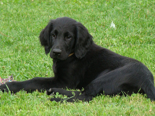 Flat-Coated Retriever dog pictures