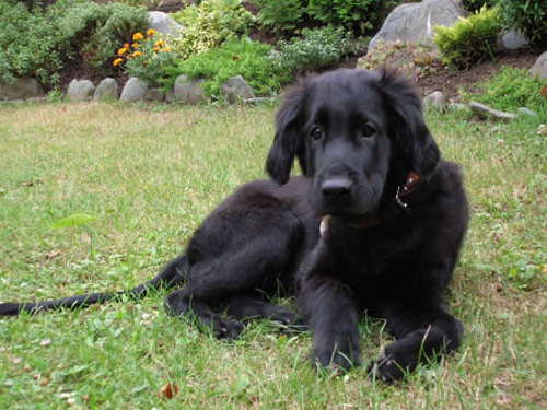 Flat-Coated Retriever dog pictures