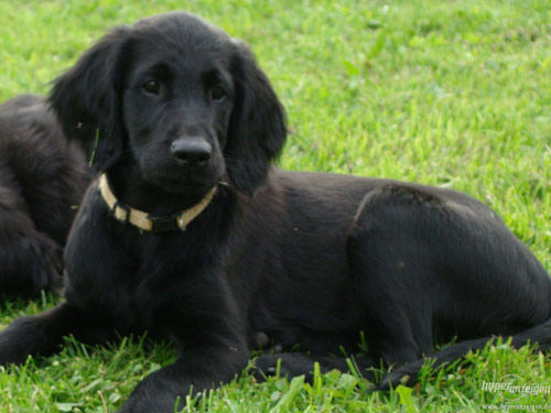 Flat-Coated Retriever dog pictures