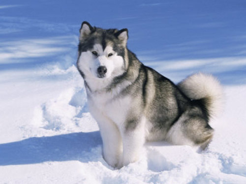 Alaskan Malamute dog
