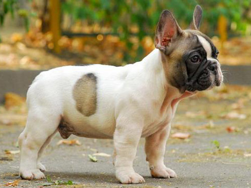 French Bulldog dog