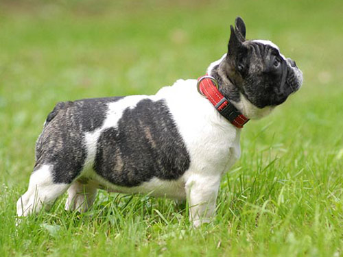 French Bulldog dog