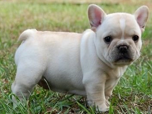 French Bulldog dog pictures