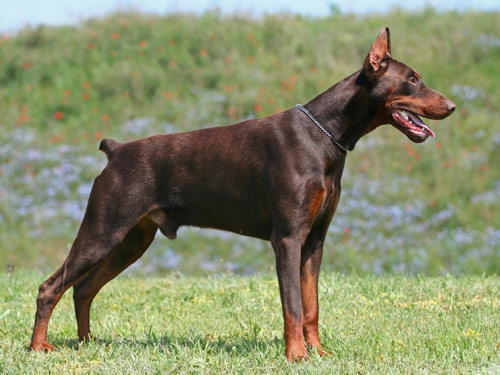 German Pinscher dog pictures