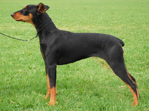 German Pinscher dog pictures