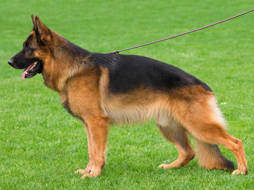 German Shepherd  dog