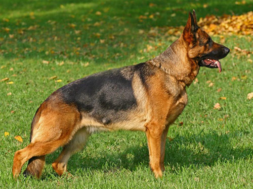 German Shepherd  dog pictures
