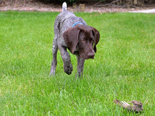 German Shorthaired Pointer dog