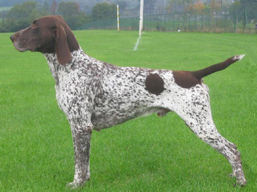 German Shorthaired Pointer dog pictures