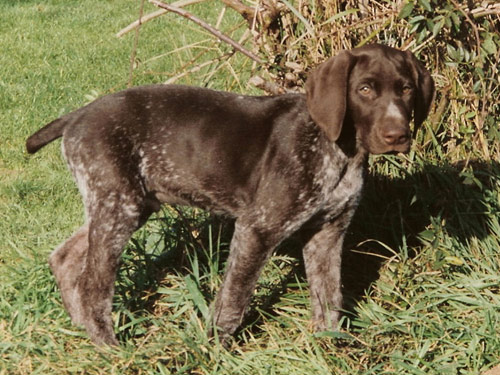 German Shorthaired Pointer dog pictures