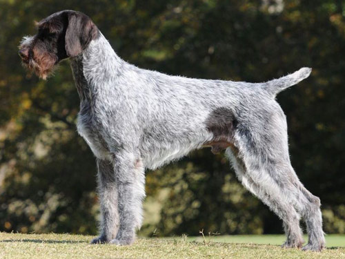 German Wirehaired Pointer dog