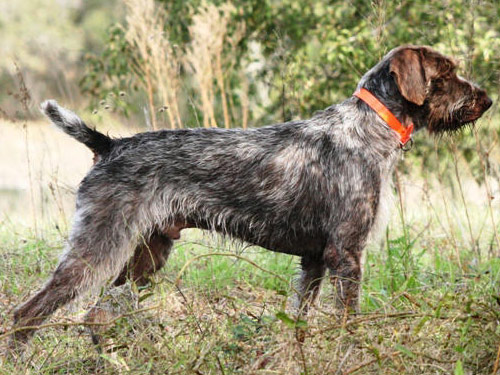 German Wirehaired Pointer dog pictures