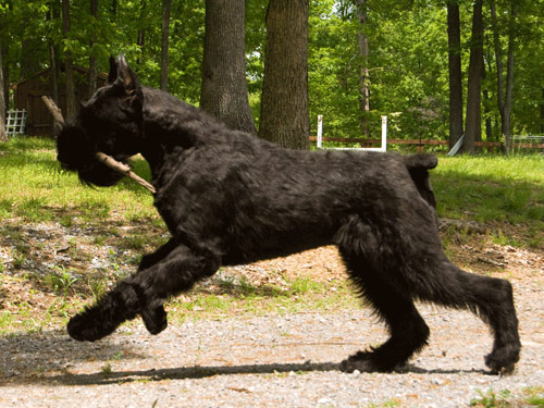 Giant Schnauzer dog