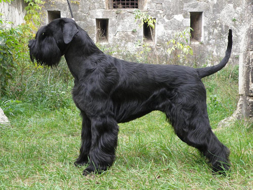 Giant Schnauzer dog pictures