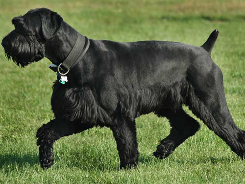 Giant Schnauzer dog pictures