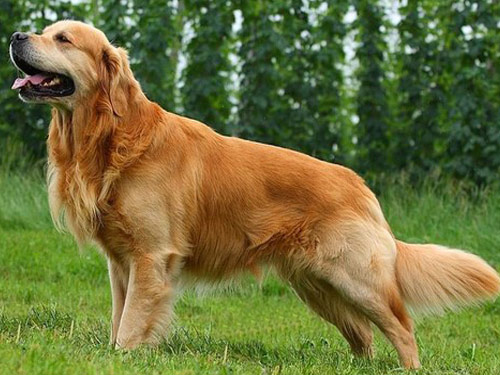 Golden Retriever dog