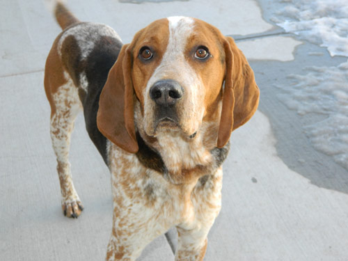 American English Coonhound dog